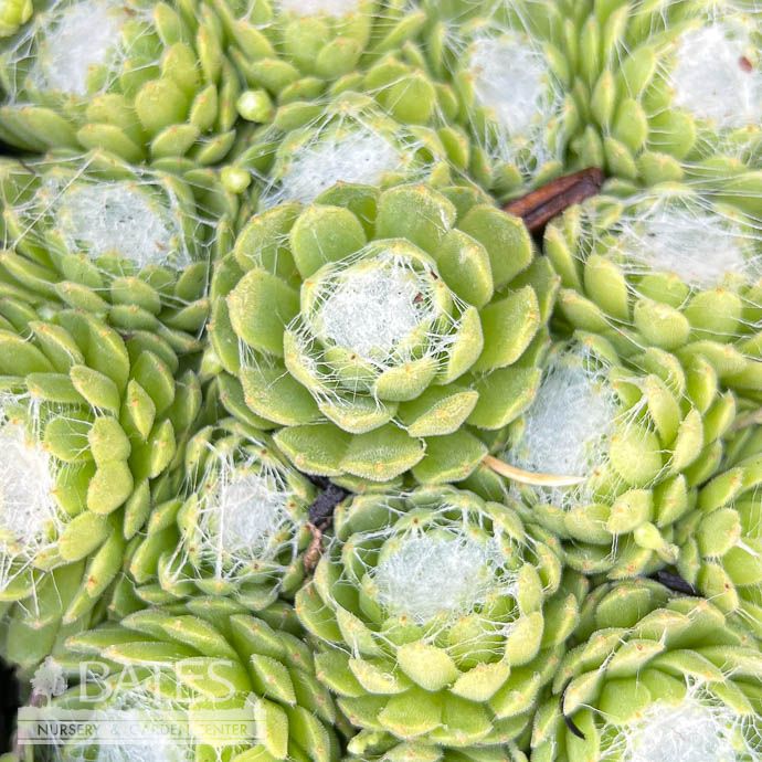 QP Sempervivum arachnoideum Clairchin/ Hens and Chicks
