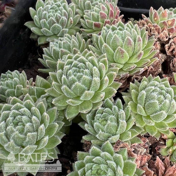 QP Sempervivum Wendy/ Hens and Chicks