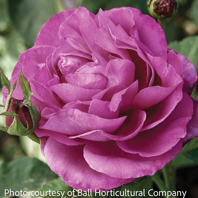 #3 Rosa Heirloom/ Purple Hybrid Tea Rose - No Warranty