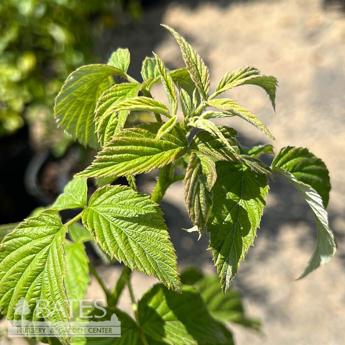 Edible #2 Rubus idaeus Double Gold/ Raspberry Native (TN)