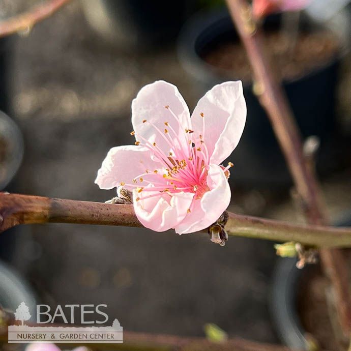 Edible #5 Prunus persica Sugar Giant/ Self-fertile Peach
