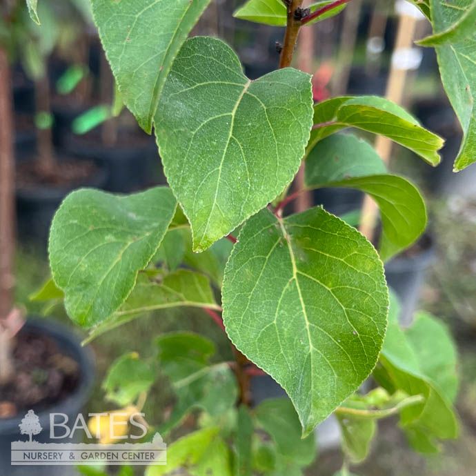 Edible #1 Prunus Goldcot/ Apricot Freestone