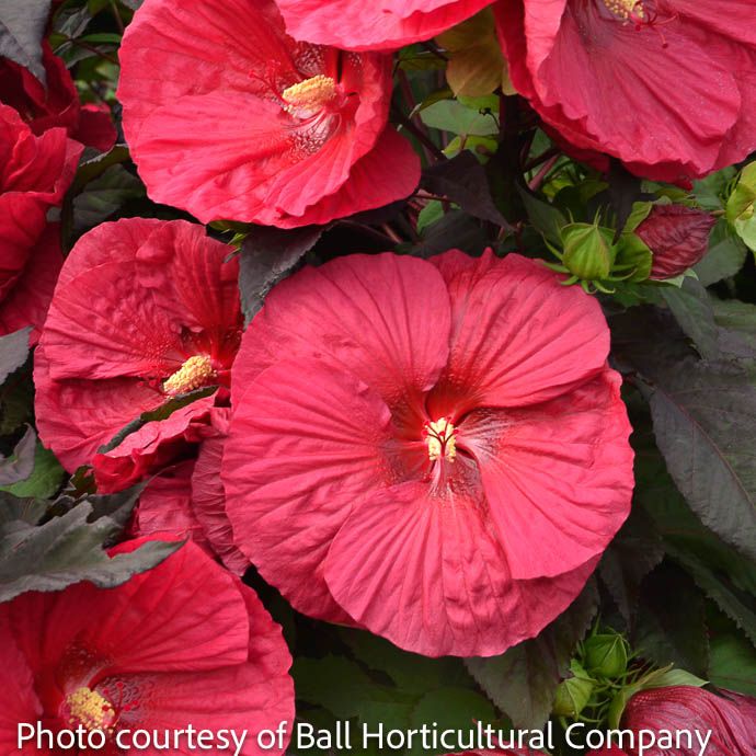 #3 Hibiscus x Mars Madness/ Red Hardy
