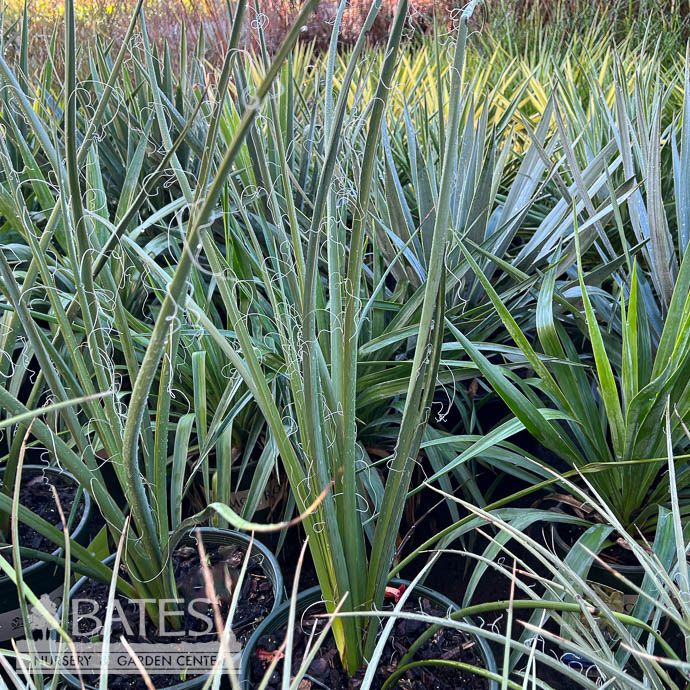 #2 Hesperaloe x funifera Little Giant/ Red Yucca