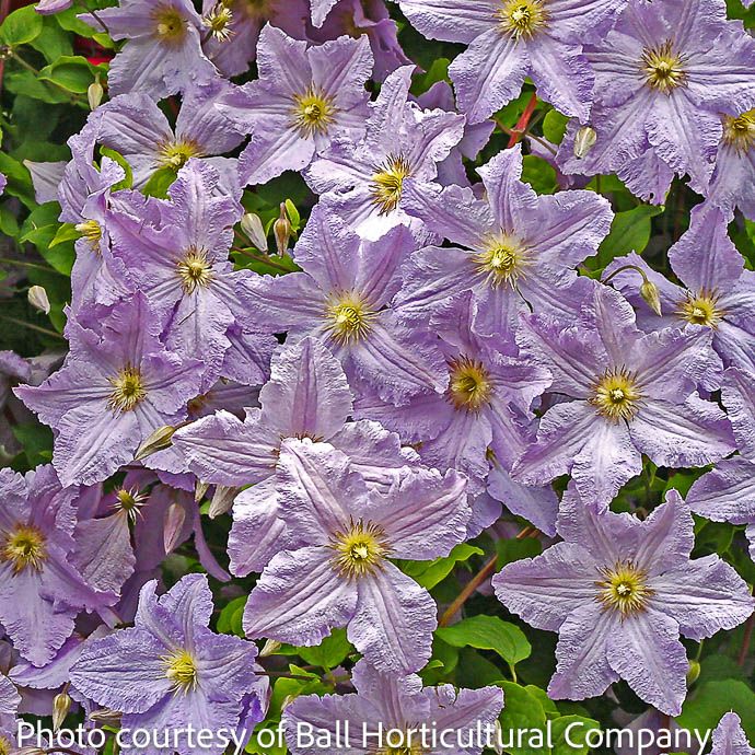 Bulb Clematis Will Goodwin/ Lavender 1/pk
