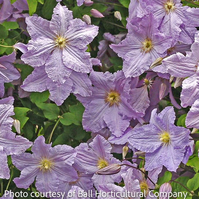 Bulb Clematis Will Goodwin/ Lavender 1/pk