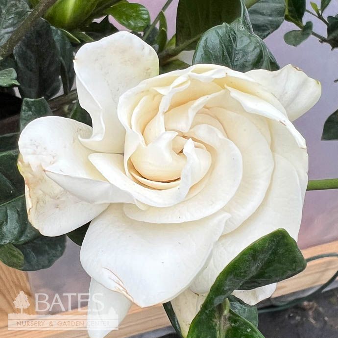 Tropical 10p! Gardenia Tropical TREE form - No Warranty