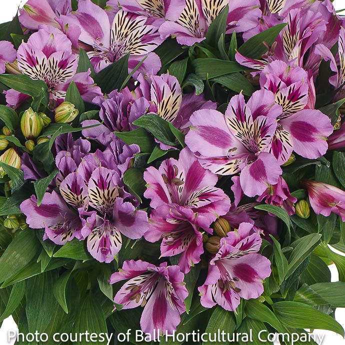 Tropical #2 Alstroemeria Colorita &#39;Mulan&#39;/ Peruvian Lily - No Warranty