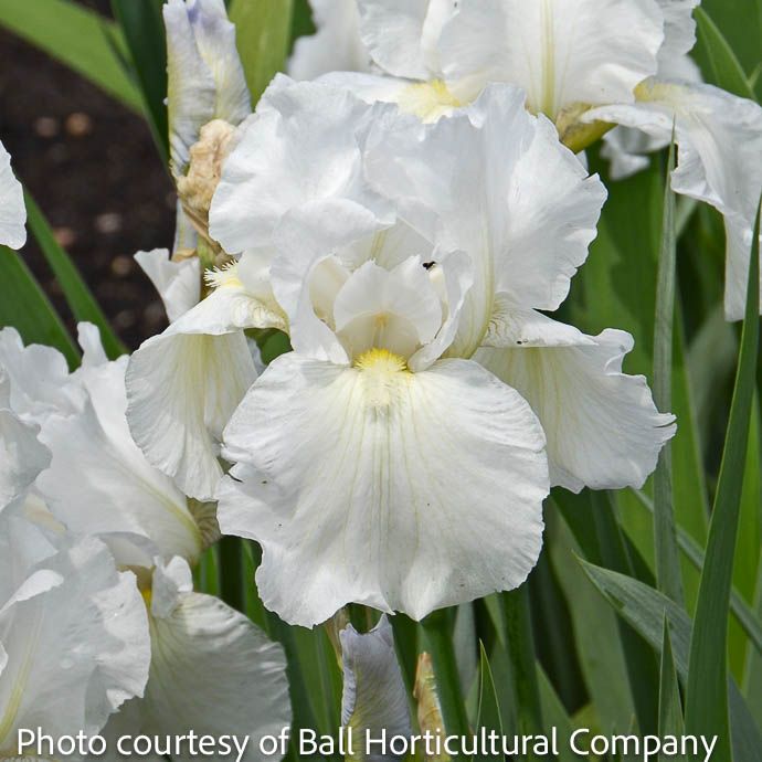 #1 Iris germ Immortality/ White German Bearded Repeat