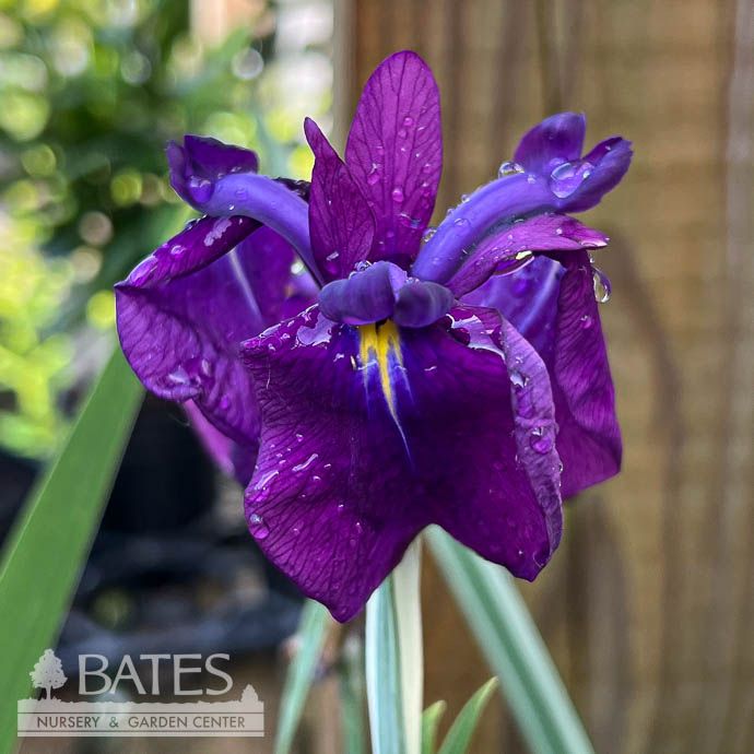 #1 Iris pallida ALBO Variegata/ Variegated w/White