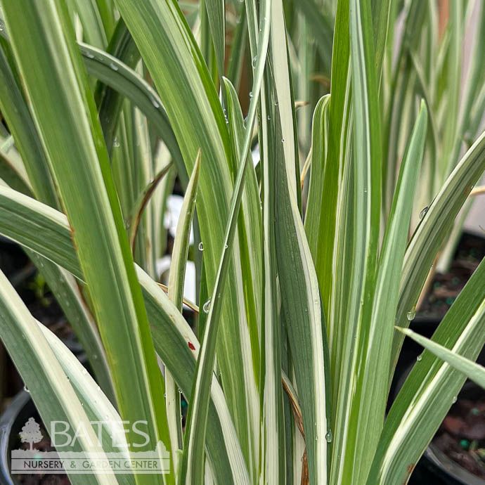 #1 Iris pallida ALBO Variegata/ Variegated w/White