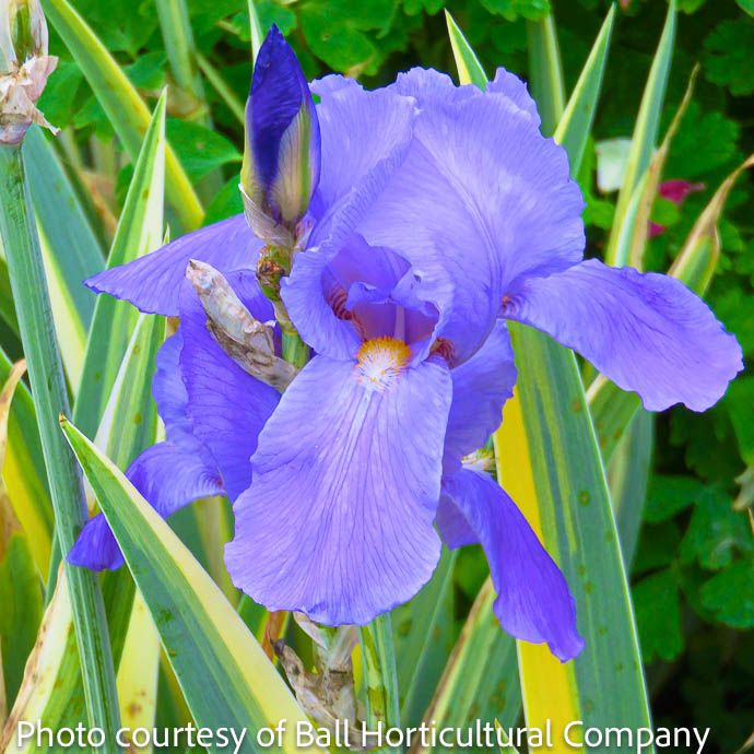 #1 Iris pallida Aureo Variegata/ Zebra