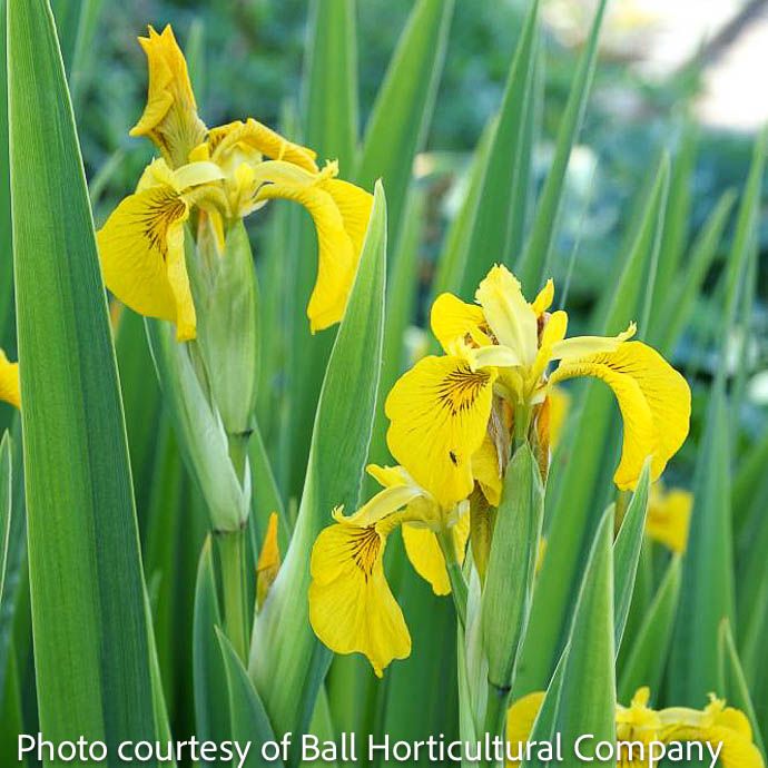 #1 Iris pseudacorus Variegata/ Yellow Variegated Flag