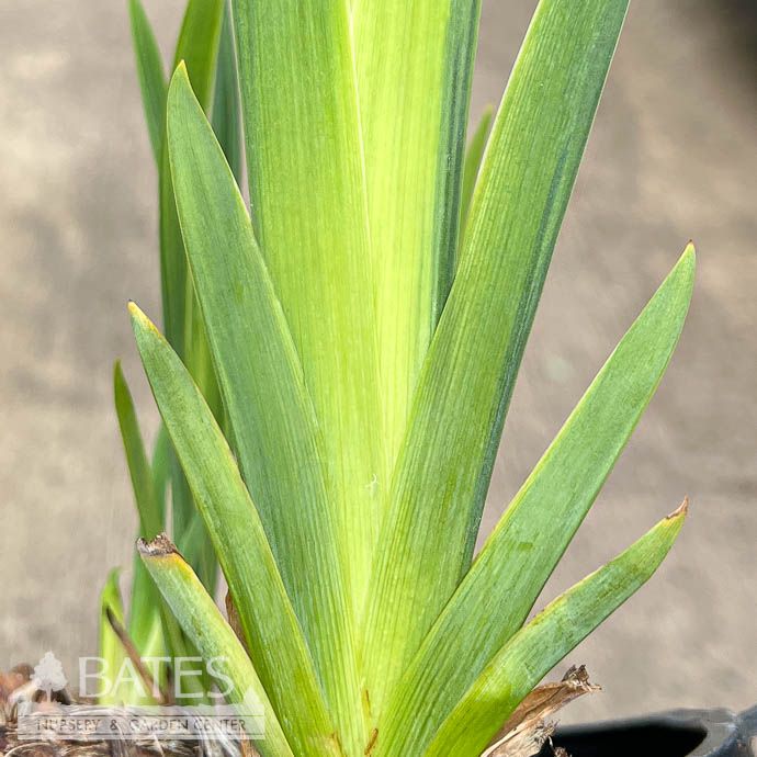 #1 Iris pseudacorus Variegata/ Yellow Variegated Flag