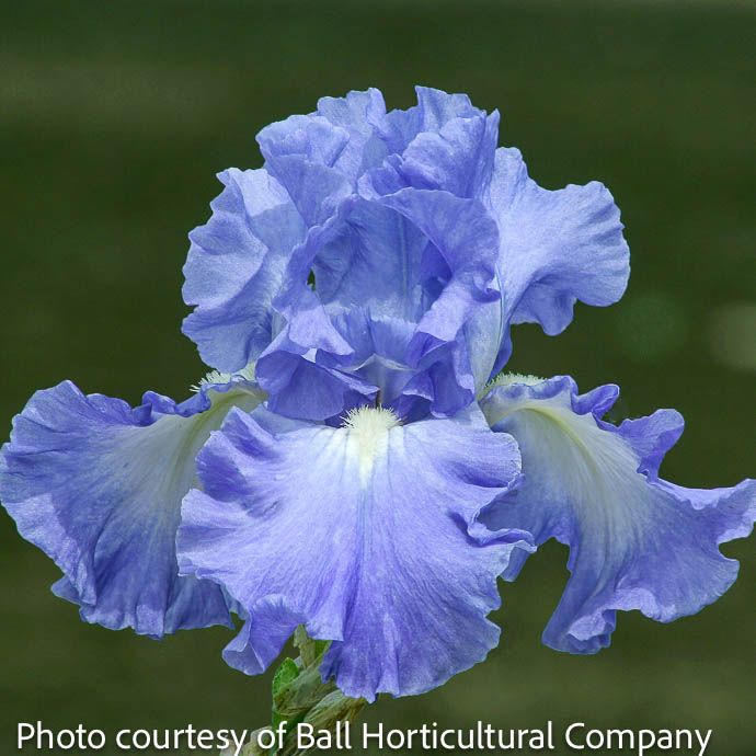 Bulb Iris Victoria Falls /Bearded Iris aka Germanica  / Purple - Repeat 1/pk