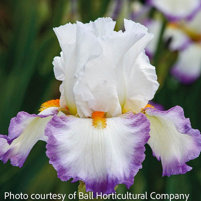 #1 Iris germ Starting Fresh/ White with Purple Edges German Bearded