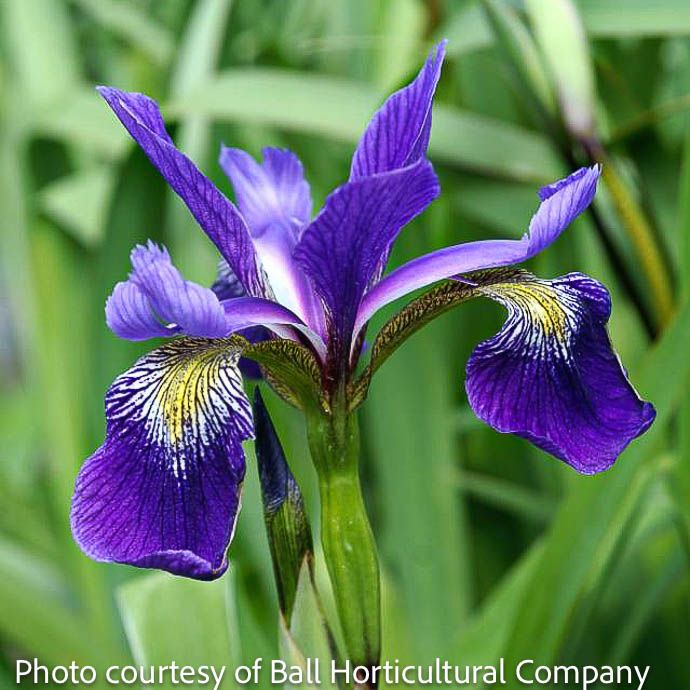 #1 Iris × robusta Gerald Darby/ Blue Flag