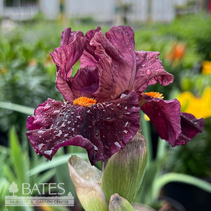 #1 Iris germ Jump Start/ Burgundy-purple German Bearded
