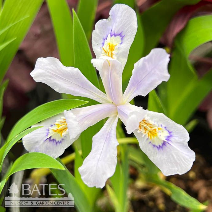 #1 Iris cris Powder Blue Giant/ Crested Native (TN)