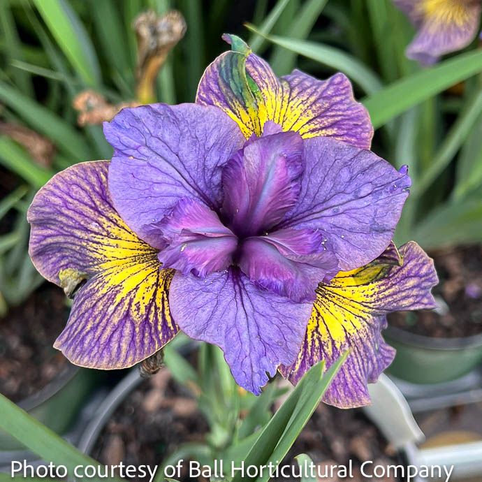 #1 Iris siberica Purring Tiger/ Siberian