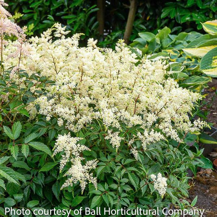 #1 Astilbe x Fireworks White