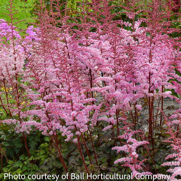 #1 Astilbe x arendsii Color Flash/ Pink
