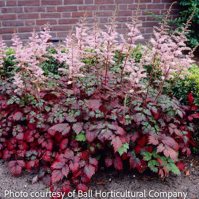 #1 Astilbe x arendsii Color Flash/ Pink