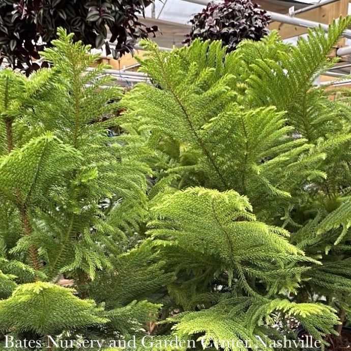 14p! Araucaria/Norfolk Island Pine /Tropical