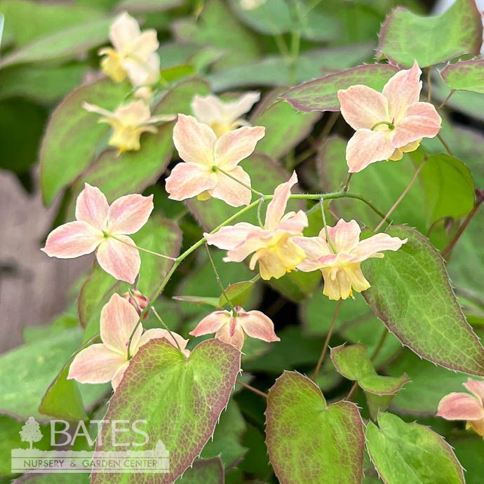 #1 Epimedium x versi Cupreum/ Barrenwort