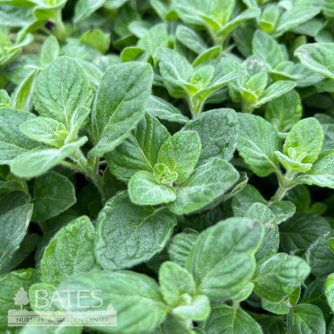 QP Calamintha nep Blue Cloud/ Calamint