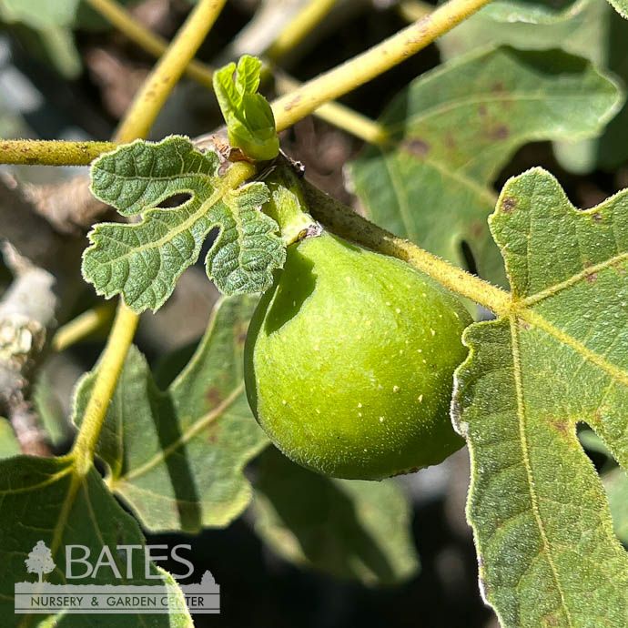 Edible #3 Ficus carica Olympian/ Fig - No Warranty
