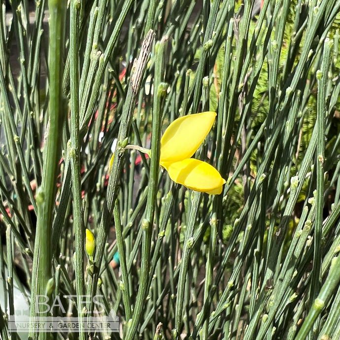 #2 Cytisus x Allgold/ Yellow Scotch Broom