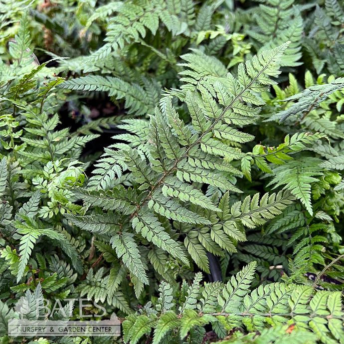 #1 Polystichum tsus-simense K Rex/ Korean Rock Fern
