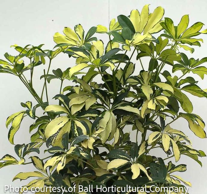 10p! Schefflera Arboricola Trinette STD  /Tropical