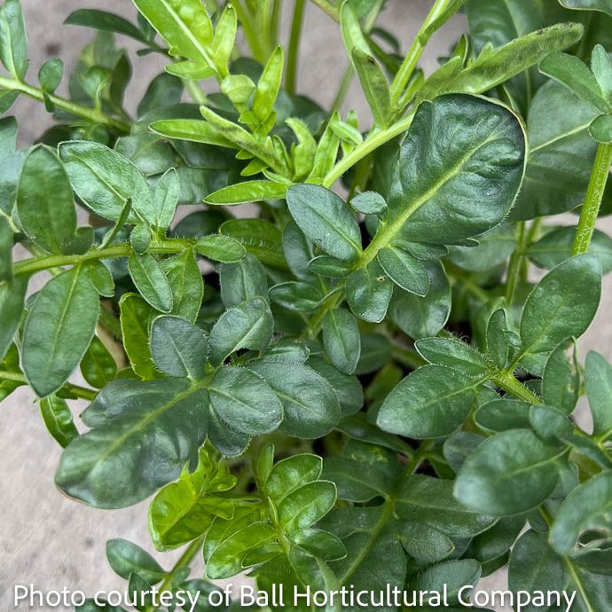 QP Coreopsis grand Baby Sun/ Tickseed Native (TN)