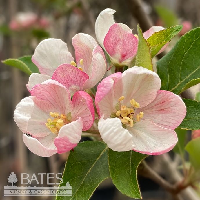 #7 Malus x Callaway/ White Flowering Crabapple