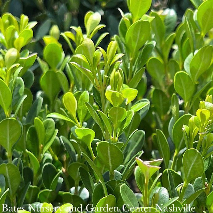 #7 Buxus NewGen Freedom/ Boxwood