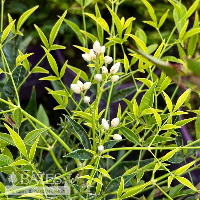 #3 Nandina dom Brightlight/ Chartreuse Heavenly Bamboo