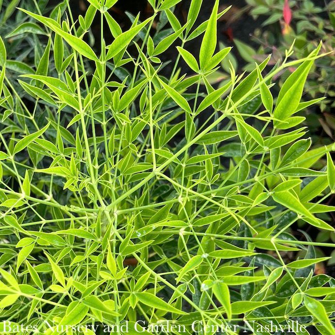 #3 Nandina dom Brightlight/ Chartreuse Heavenly Bamboo