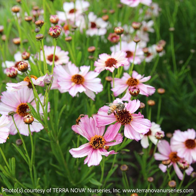 #1 Coreopsis vert Nova &#39;Opal&#39;/ Pink Tickseed Native (TN)