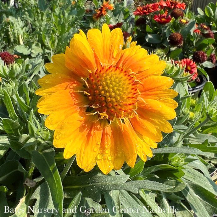 #1 Gaillardia Mesa Peach/ Blanket Flower