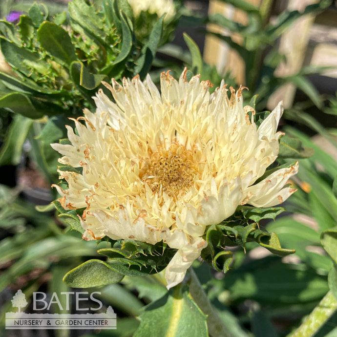 #1 Stokesia laevis Mary Gregory/ Yellow Stoke's Aster Native (R)