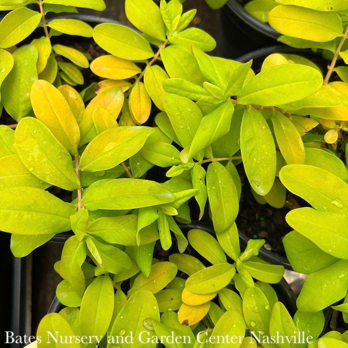 #1 Hypericum calycinum Brigadoon/ Aaron&#39;s Beard