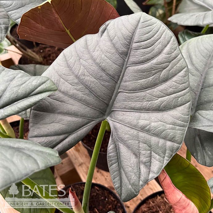6p! Alocasia Reginae Silver Velvet /Tropical
