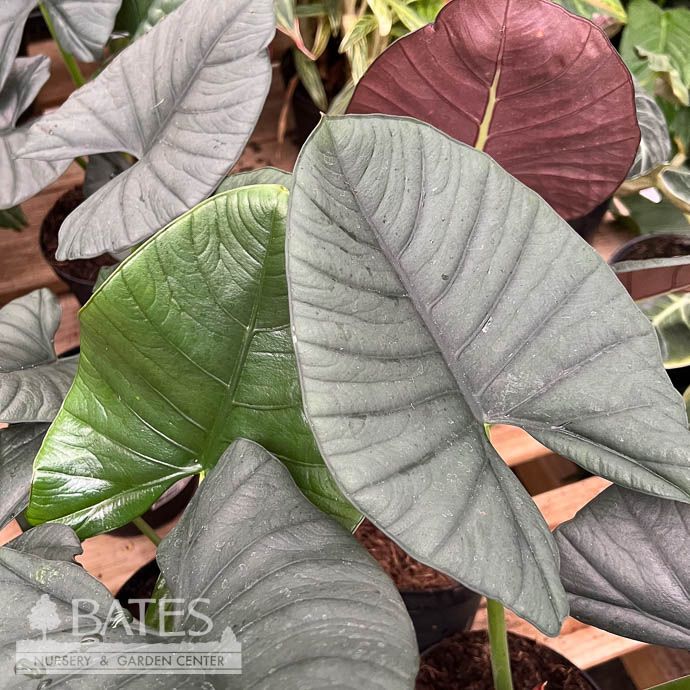 6p! Alocasia Reginae Silver Velvet /Tropical