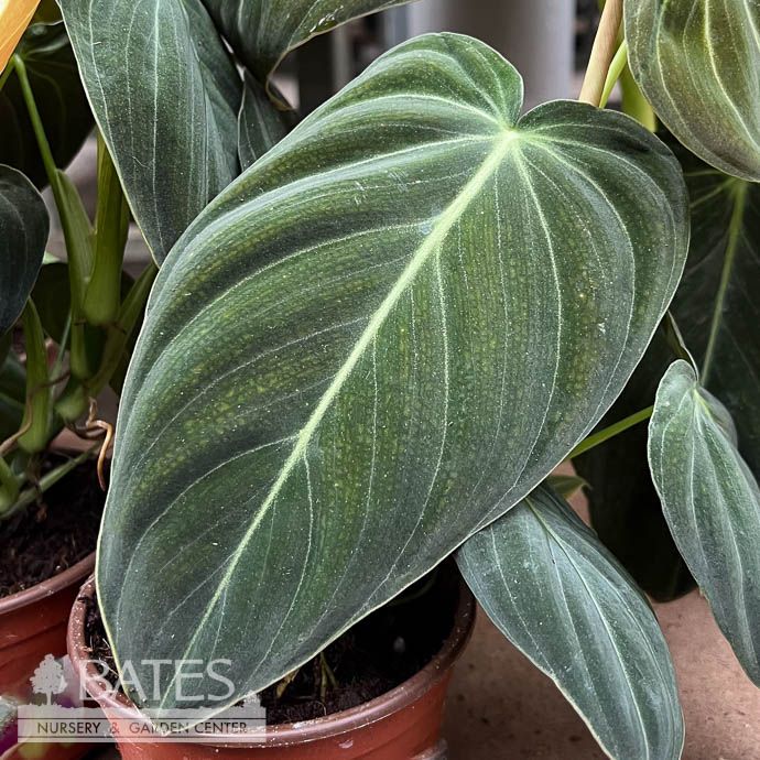 4p! Philodendron Melanochrysum /Tropical