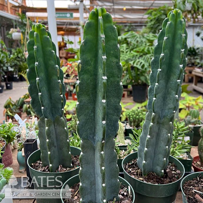 10p! Cactus Cereus Jamacaru  /Tropical