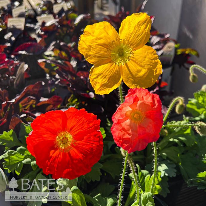#1 Papaver nud Wonderland Mixture/ Icelandic Poppy