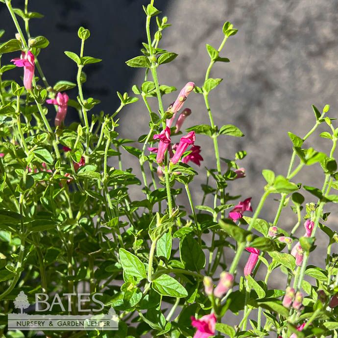 #1 Scutellaria suffrutescens / Pink Texas Skullcap - No Warranty