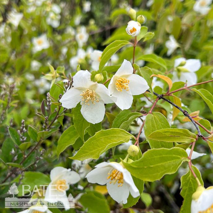 #3 Philadelphus x virginialis/ Sweet Mock Orange